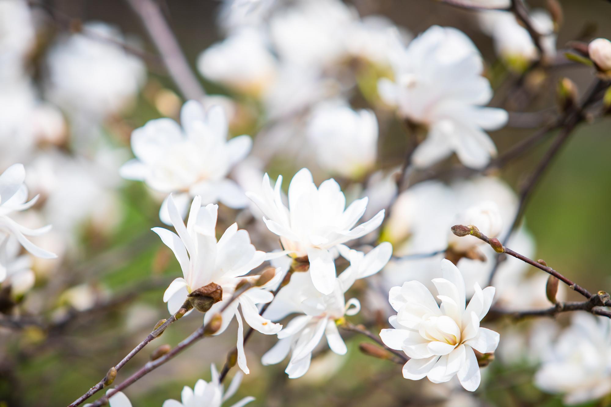 У Києві розцвіли магнолії і сакури: де побачити цю красу